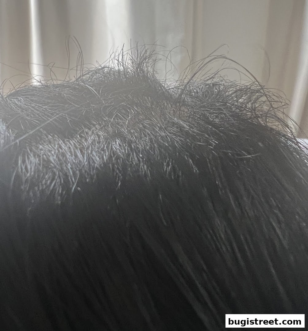 Close-up of dark, styled hair with a blurred background of light curtains.