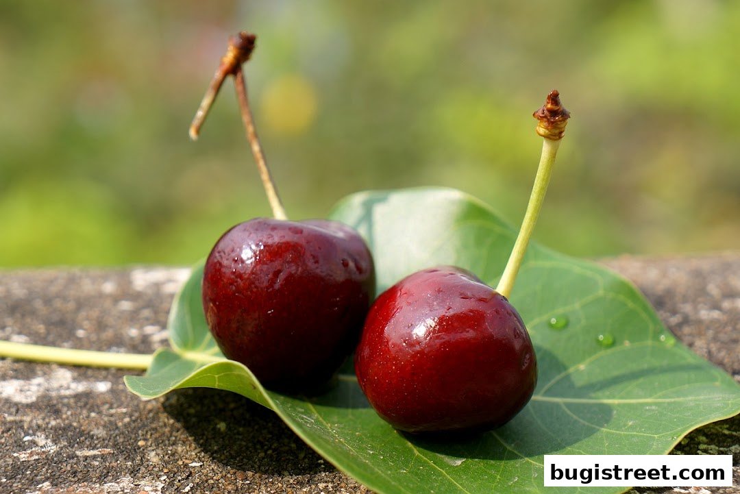Two ripe cherries with stems rest on a green leaf with water droplets.