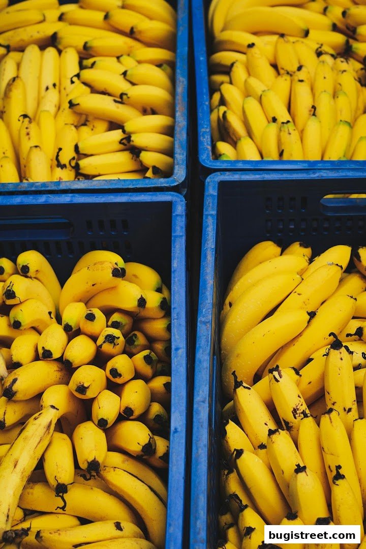 Close-up view of ripe yellow bananas neatly arranged in blue crates.