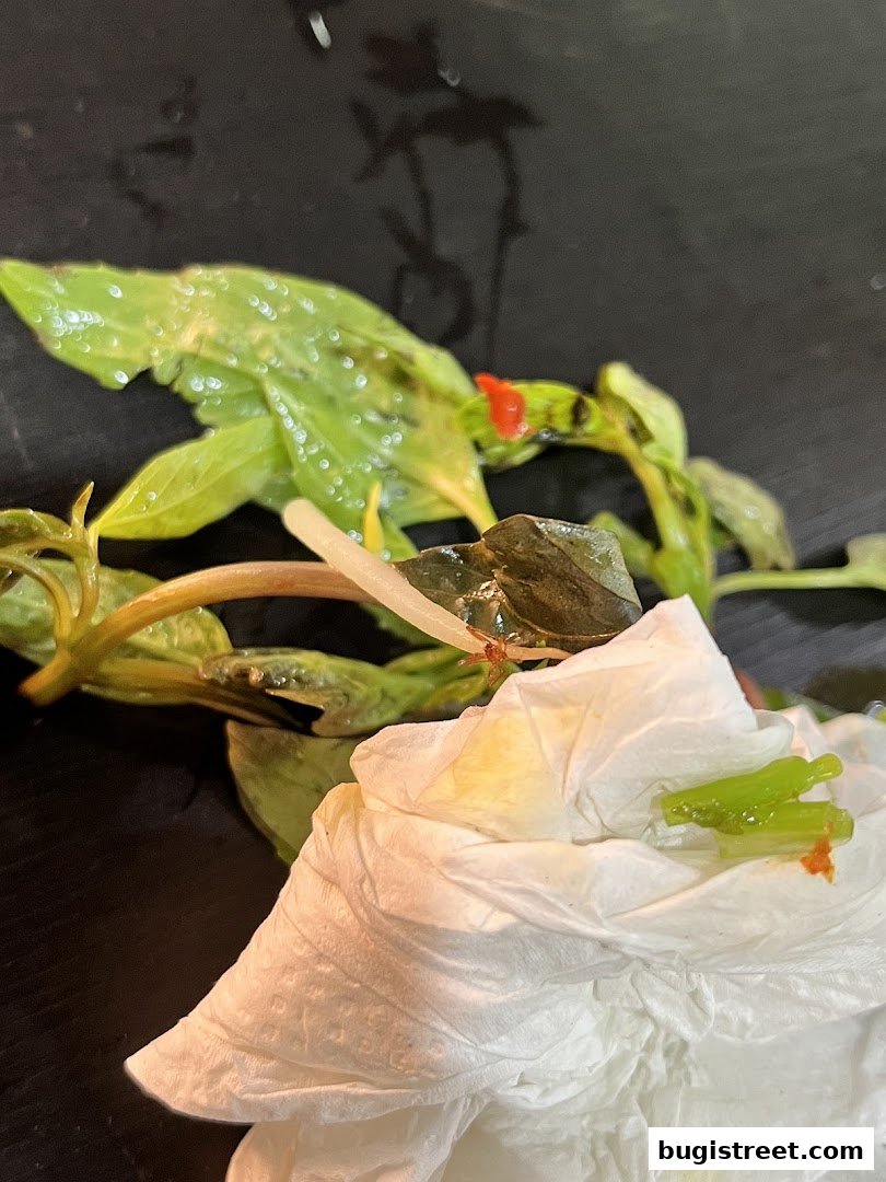 Close-up of a plant with green leaves and a white paper towel.